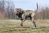 CANE CORSO 677